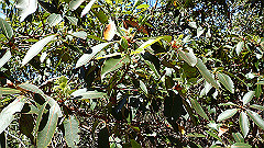 pa300556_thumb.jpg