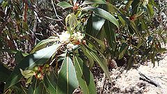 pa300663_thumb.jpg