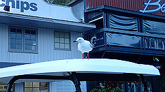 pa300739_thumb.jpg