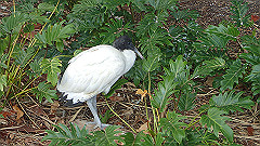 pb010957_thumb.jpg