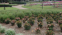 pb010969_thumb.jpg