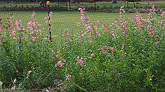pb010970_thumb.jpg