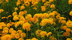 pb010972_thumb.jpg