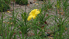 pb010973_thumb.jpg