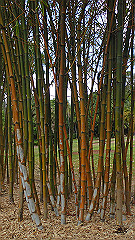 pb010977_thumb.jpg