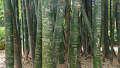 pb010980_thumb.jpg