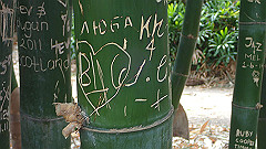 pb010981_thumb.jpg