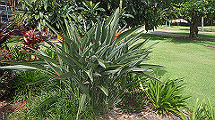 pb010985_thumb.jpg
