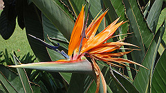 pb010986_thumb.jpg