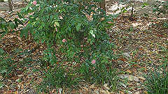 pb010991_thumb.jpg