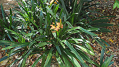 pb010992_thumb.jpg