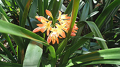 pb010993_thumb.jpg