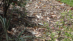 pb010998_thumb.jpg