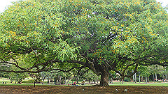 pb011011_thumb.jpg