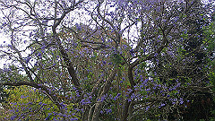 pb011018_thumb.jpg