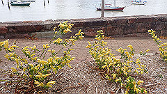 pb011021_thumb.jpg