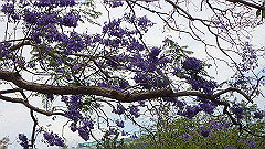 pb011032_thumb.jpg