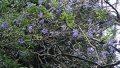 pb011034_thumb.jpg