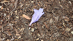 pb011035_thumb.jpg