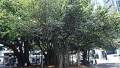 pb021370_thumb.jpg
