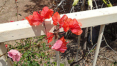 pb021440_thumb.jpg