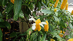 pb021493_thumb.jpg