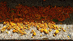 pb021578_thumb.jpg