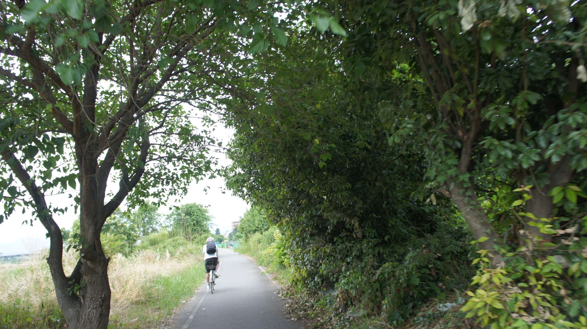 大きな木のトンネルを抜け！