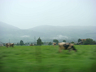 dsc01733_thumb.jpg