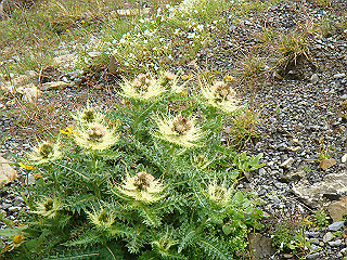 dsc01851_thumb.jpg