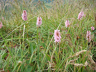 dsc01852_thumb.jpg