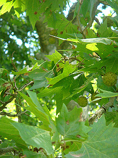 dsc02077_thumb.jpg