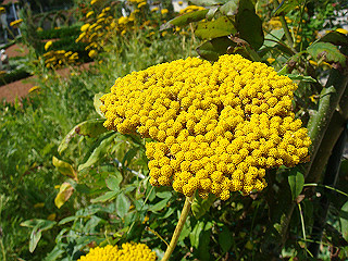 dsc02085_thumb.jpg