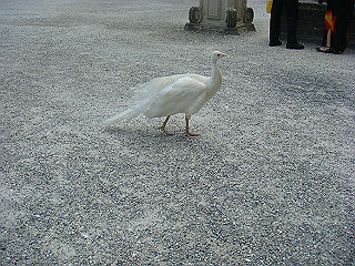 dsc02132_thumb.jpg