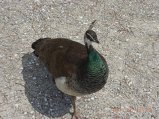 rimg0441_thumb.jpg