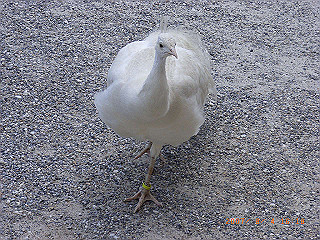 rimg0569_thumb.jpg