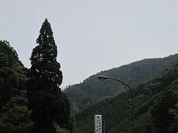 matsu012_thumb.jpg