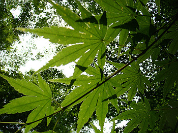 tsuji016_thumb.jpg