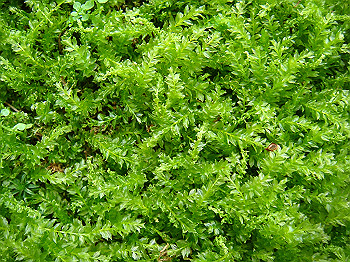 tsuji022_thumb.jpg
