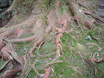 tsuji034_thumb.jpg