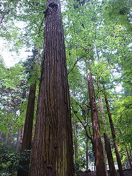 tsuji035_thumb.jpg