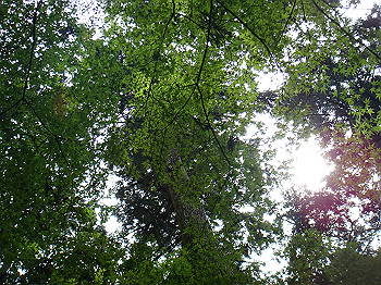 tsuji037_thumb.jpg