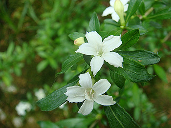 tsuji073_thumb.jpg