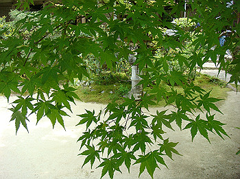 tsuji080_thumb.jpg
