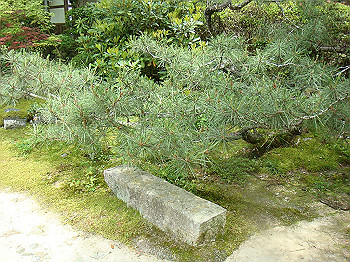 tsuji081_thumb.jpg