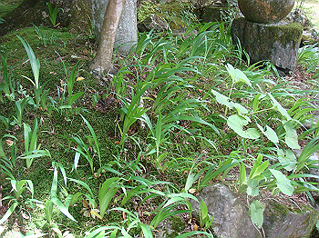 tsuji084_thumb.jpg