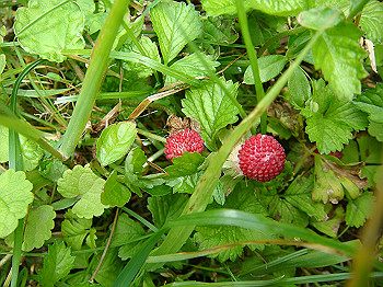 tsuji096_thumb.jpg