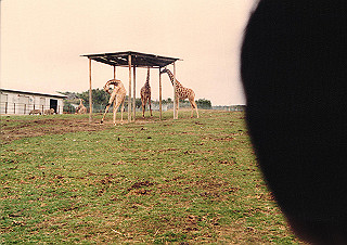 19830410_108_thumb.jpg