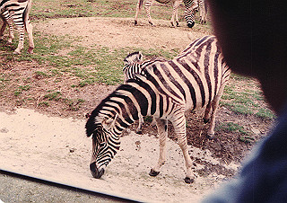 19830410_112_thumb.jpg