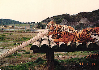 19830410_130_thumb.jpg